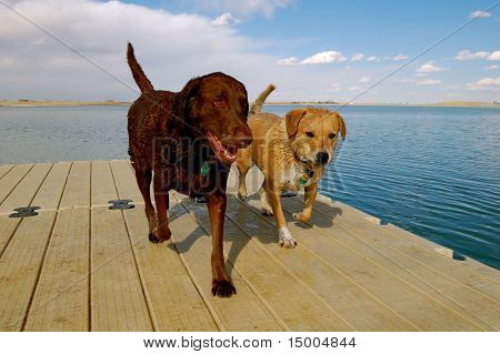 Hunde Wandern am Pier