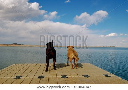 Hunde am pier