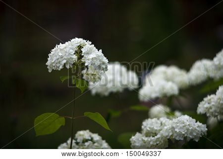 White inflorescence of Smooth Hydrangea (Hydrangea arborescens)
