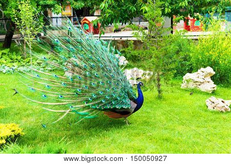 Peafowl.  The peafowl is on the green grass.