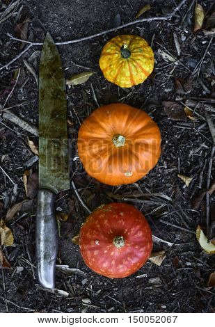 high-angle shot of a rusty knife and three different pumpkins on the ground, in the garden or the woods