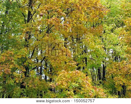 Autumn forest. Forest as background. Yellowing leaves on the trees.