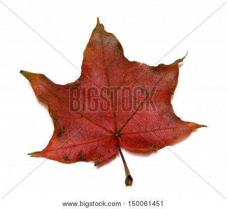Dark Red Autumn Maple Leaf