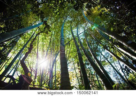 bamboo forest in a Batumi botanical garden