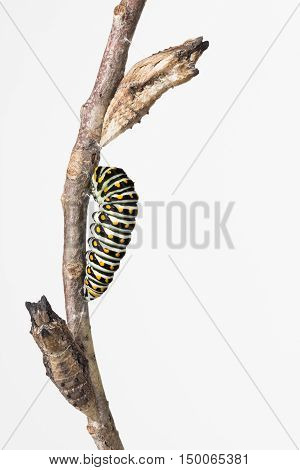 Close up of Swallowtail butterfly larva and 2 pupae on a branch.