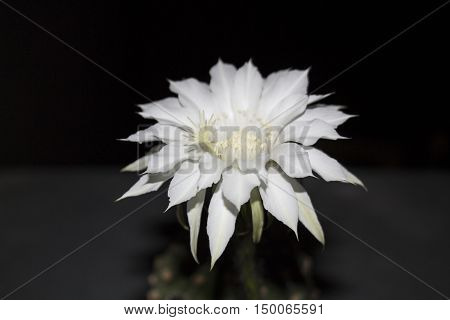 White new born beautiful exotic flower of an Echinopsis subdenudata Easter Lily cactus isolated on a black background.