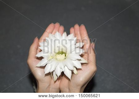 Beautiful exotic flower in young girl's hands. Grey background