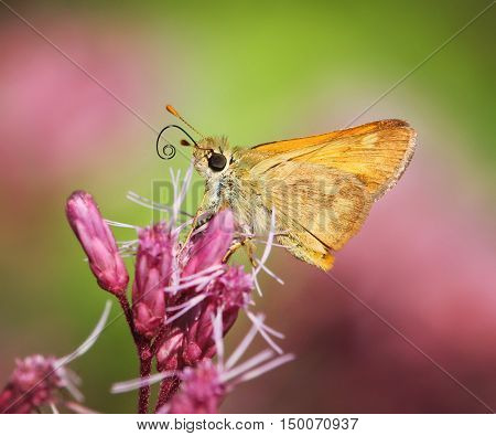 a yellow or orange butterfly on a purple flower done with a soft instagram like filter
