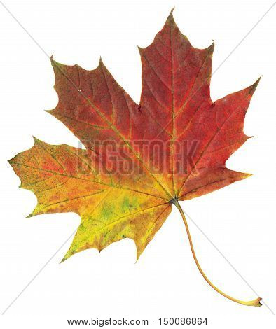 Autumn maple leaf isolated on white and beautiful