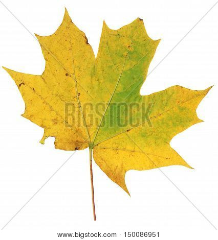 Autumn maple leaf isolated on white and beautiful