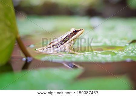 Green frog (green paddy frog) sitting on lotus leaf in a pond