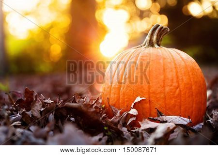 Big Orange Pumpkin With Fall Leaves At Sunset