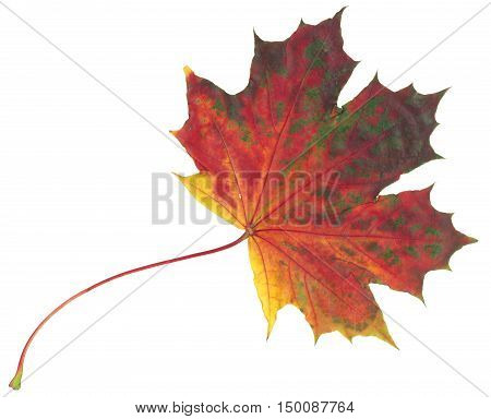 Autumn maple leaf isolated on white and beautiful