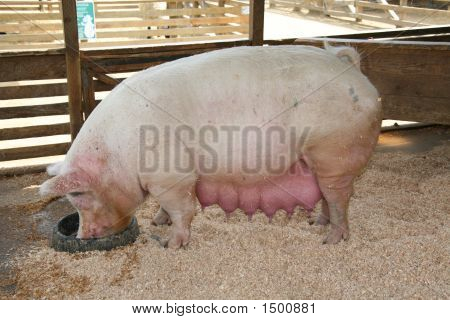 Pregnant Pig
