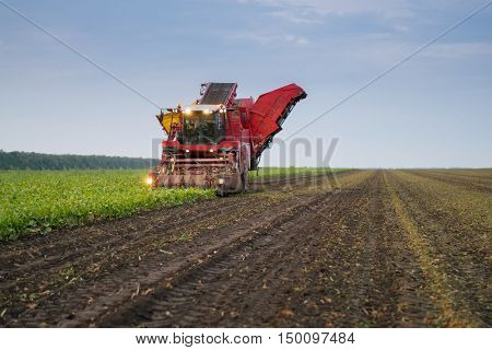 KRASNODAR REGION, RUSSIA - AUG 18, 2015: Combine harvester harvest of ripe sugar beet at evening, In 2015 in Krasnodar region yields reached record level - 58.4 centners per hectare