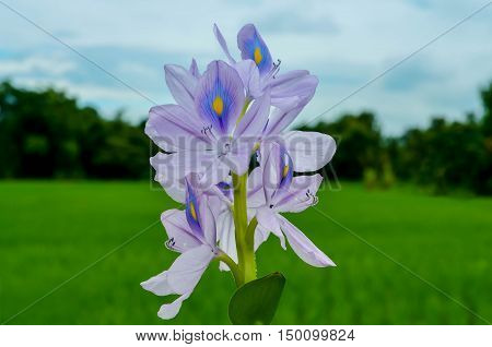 sky garden Meadow flower green outdoor nature