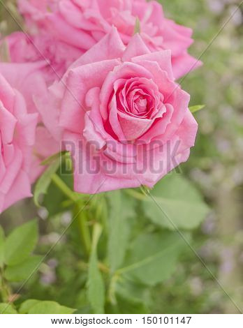 Pink Rose Flower