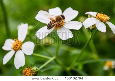 bee flower yellow green garden beautiful white outdoor