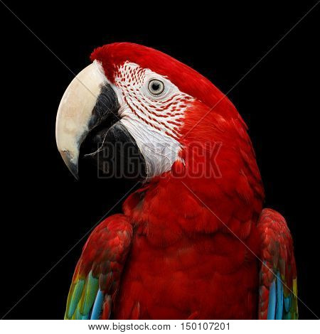 Close-up Funny portrait of Green-winged macaw, Ara chloroptera, isolated on black Background. parrots live in Central and South America
