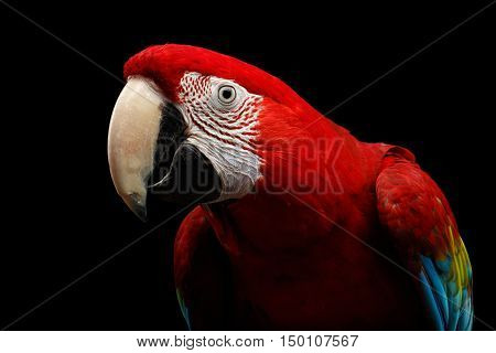 Close-up Funny portrait of Green-winged macaw, Ara chloroptera, isolated on black Background. parrots live in Central and South America