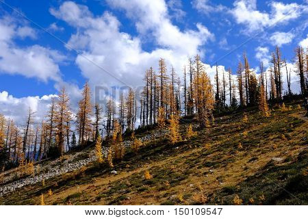 Yellow trees against blue sky. Frosty Mountain. Manning Provincial Park. Hope. British Columbia. Canada.