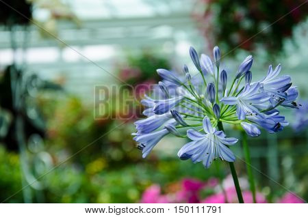 African Lily Inflorescence delicate blue flowers on a background of foliage