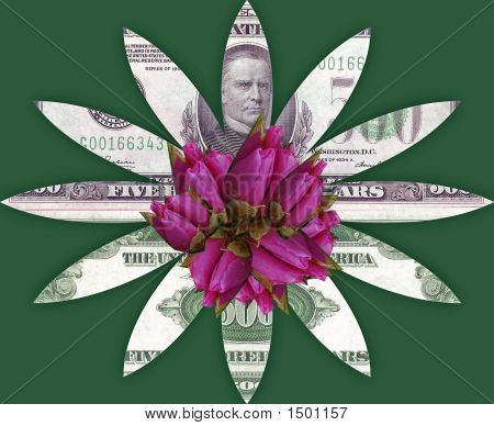 500Dollarflower2