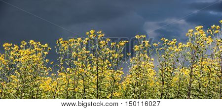 Jerusalem artichoke, also called sunroot, sunchoke, earth apple or topinambour, is a species of sunflower.