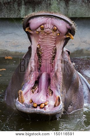 An adult  Hippopotamus (hippo) in water. Open big mouth.