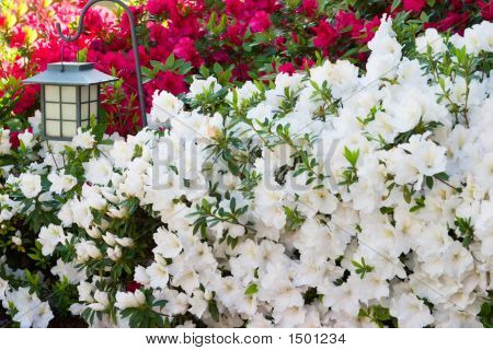 Fioritura dell'Azalea