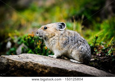 American Pika (ochotona Princeps)