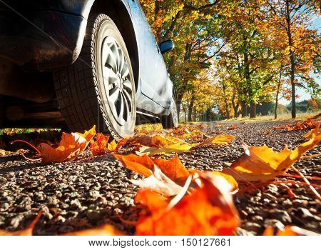 Car on asphalt road on autumnr day at park