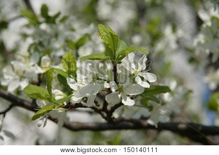White cherry blossom in spring, Moscow region