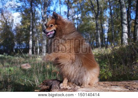 The Dog-man's Best Friend, The German Spitz Is Beautiful