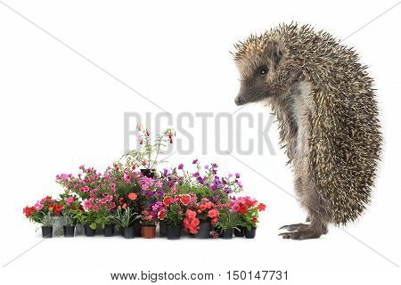 Colorful Flover And  Hedgehog