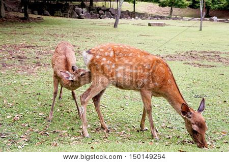 Deer of the children from the back of the mother deer are drinking milk
