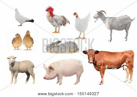 the livestock farm on a white background