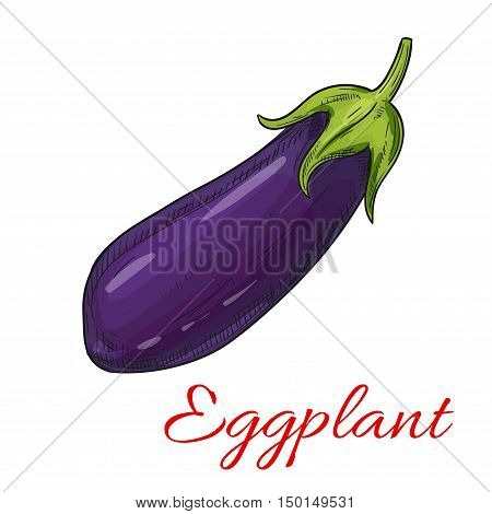 Sketched eggplant vegetable isolated icon. Ripe purple aubergine for vegetarian and healthy food, organic farm and greengrocery market design
