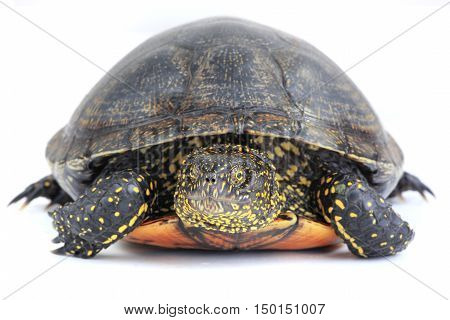 Turtle