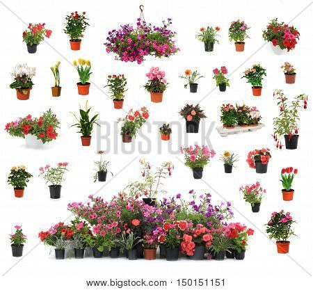 Flover