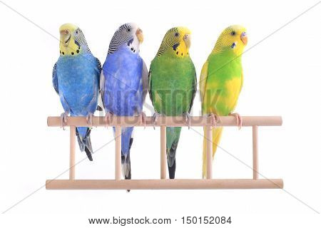 Budgie