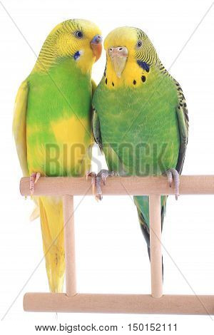Budgie