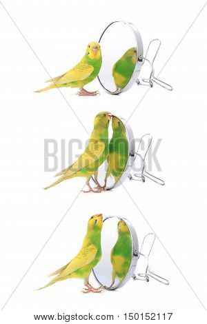 Budgie