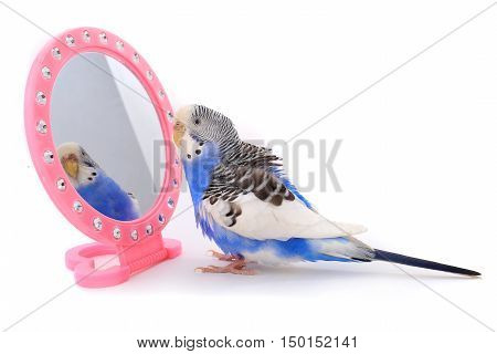 Budgie