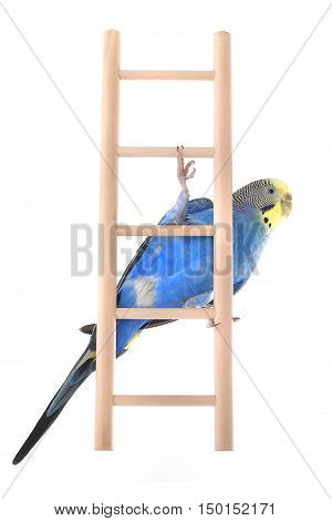 Budgie