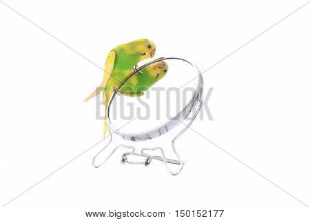 Budgie