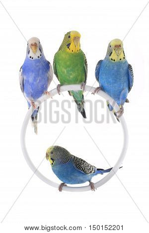Budgie