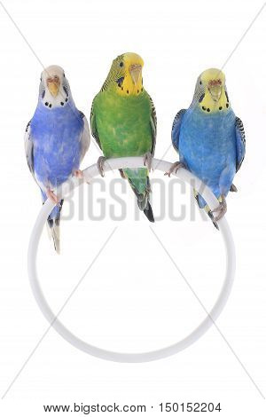 Budgie
