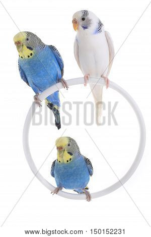 Budgie