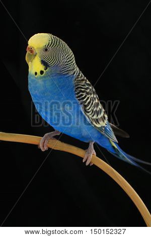 Budgie